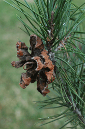 Pinus remota