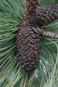 Pinus rudis