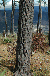 Pinus rudis