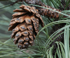 Pinus arizonica stormiae