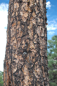 Pinus arizonica stormiae