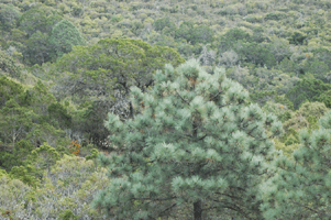 Pinus arizonica stormiae