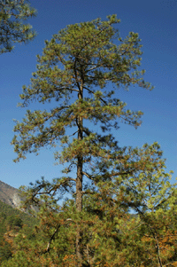 Pinus teocote