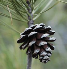 Pinus chihuahuana