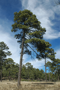Pinus cooperi