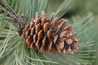 Pinus cooperi