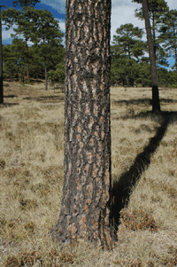 Pinus cooperi