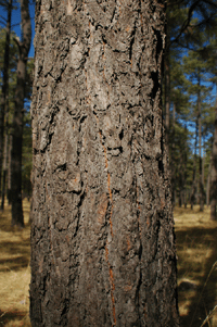Pinus cooperi