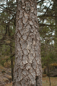 Pinus cooperi