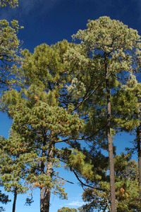 Pinus cooperi