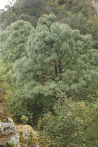 Pinus engelmannii
