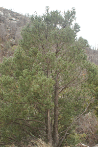 Pinus discolor