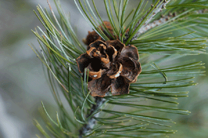 Pinus discolor