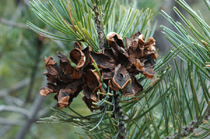 Pinus discolor