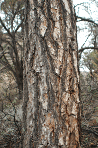 Pinus discolor
