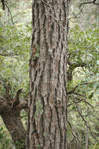 Pinus discolor