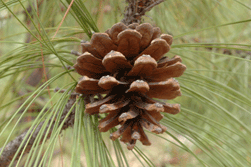 Pinus douglasiana