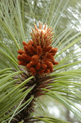 Pinus douglasiana