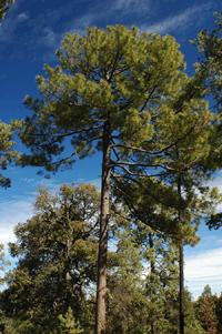 Pinus durangensis
