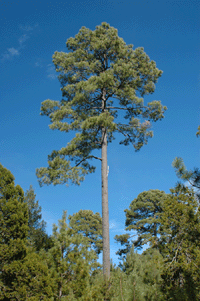 Pinus durangensis