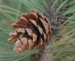 Pinus durangensis