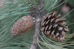 Pinus durangensis
