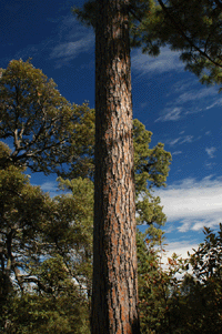 Pinus durangensis