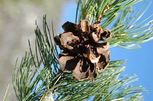 Pinus edulis