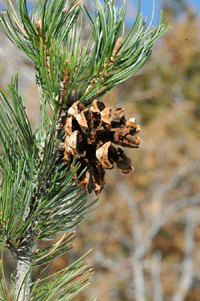 Pinus edulis