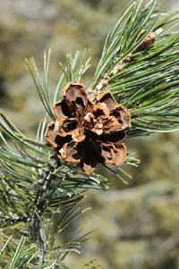 Pinus edulis