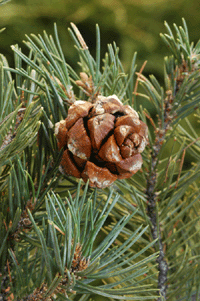 Pinus edulis