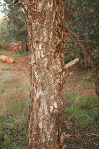 Pinus edulis
