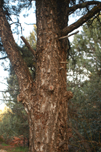 Pinus edulis