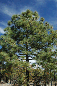 Pinus engelmannii