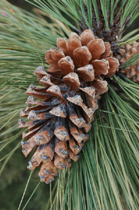 Pinus engelmannii