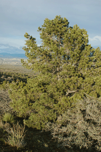 Pinus monophylla fallax