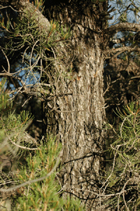 Pinus monophylla fallax