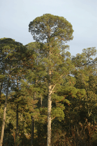 Pinus herrerae