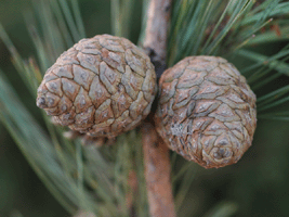 Pinus leiophylla