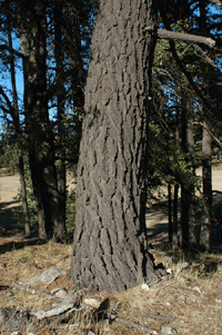 Pinus leiophylla