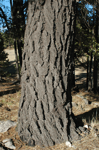 Pinus leiophylla