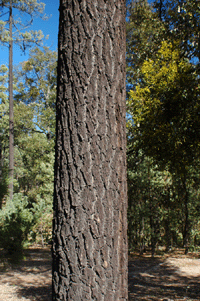 Pinus leiophylla