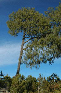 Pinus lumholtzii