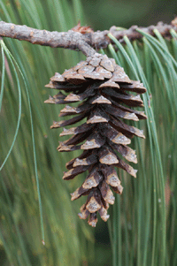 Pinus lumholtzii