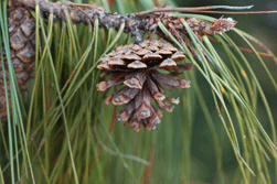 Pinus lumholtzii