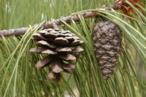 Pinus lumholtzii