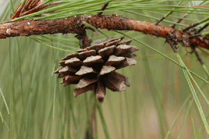 Pinus luzmariae