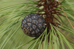 Pinus luzmariae