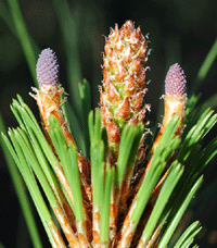 Pinus oocarpa