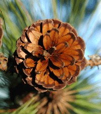 Pinus oocarpa